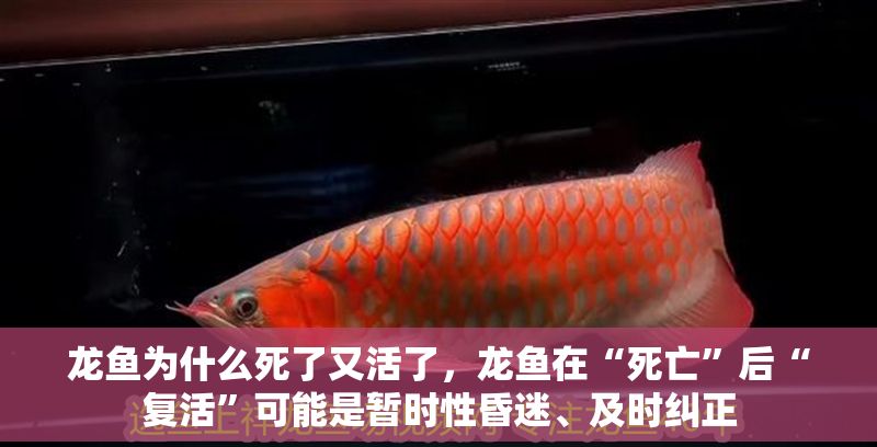 龍魚為什么死了又活了，龍魚在“死亡”后“復活”可能是暫時性昏迷、及時糾正