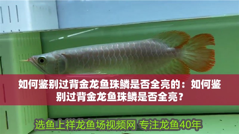 如何鑒別過背金龍魚珠鱗是否全亮的：如何鑒別過背金龍魚珠鱗是否全亮？