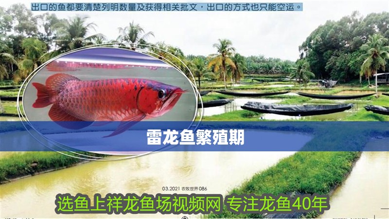 雷龍魚繁殖期