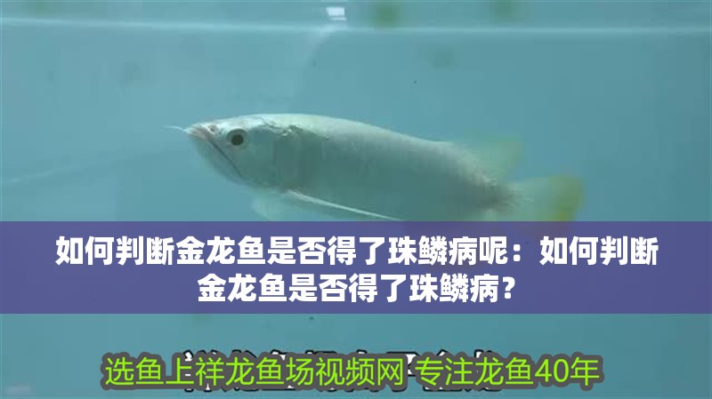 如何判斷金龍魚是否得了珠鱗病呢：如何判斷金龍魚是否得了珠鱗病？