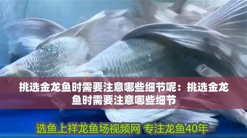 挑選金龍魚時需要注意哪些細節呢：挑選金龍魚時需要注意哪些細節