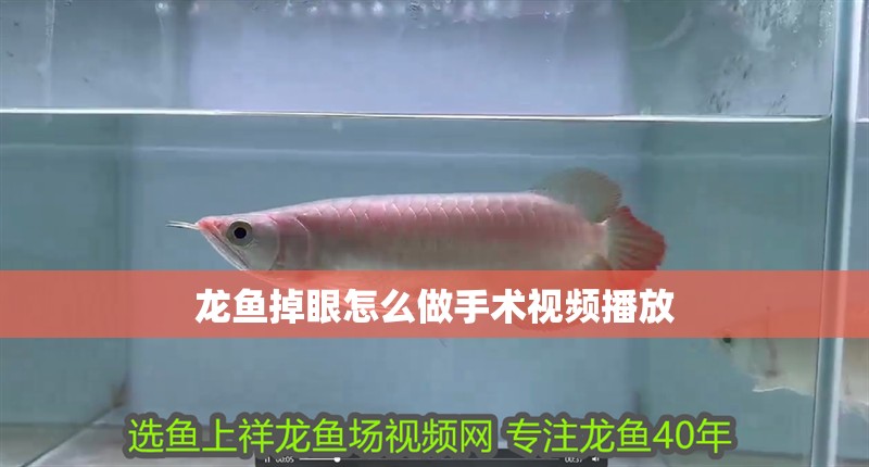 龍魚掉眼怎么做手術視頻播放