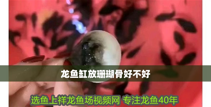 龍魚缸放珊瑚骨好不好