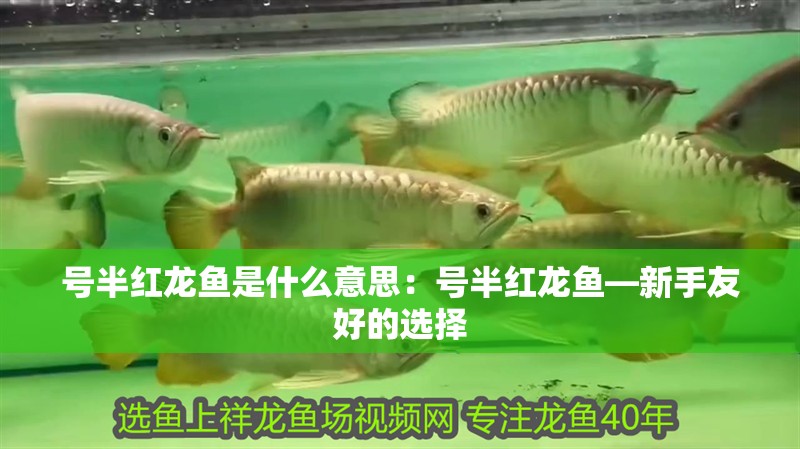 號半紅龍魚是什么意思：號半紅龍魚—新手友好的選擇