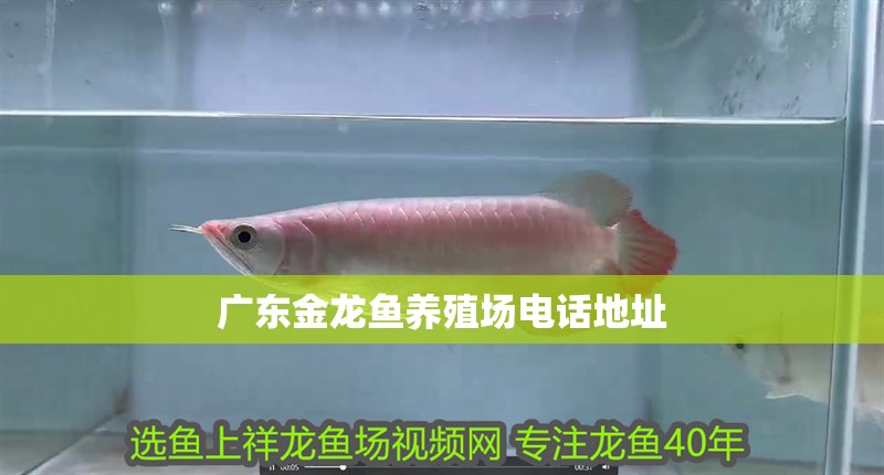 錦鯉隱墨好還是重墨好 錦鯉隱墨好還是重墨好 龍魚百科