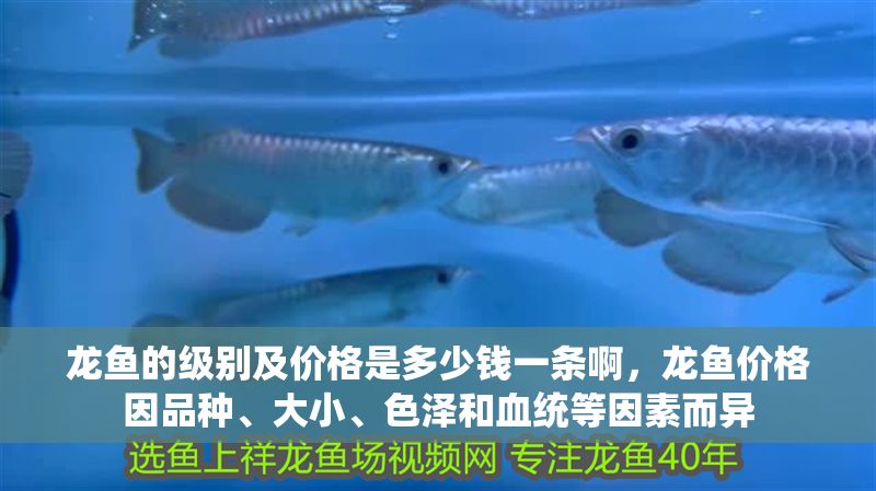 龍魚的級別及價格是多少錢一條啊，龍魚價格因品種、大小、色澤和血統(tǒng)等因素而異