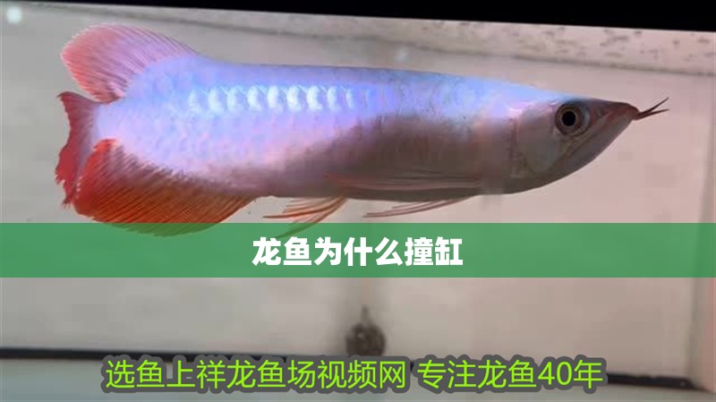 龍魚為什么撞缸