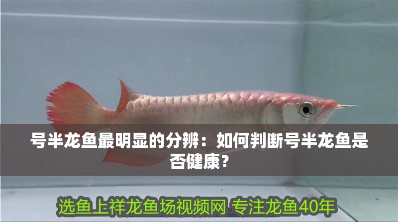 號半龍魚最明顯的分辨：如何判斷號半龍魚是否健康？