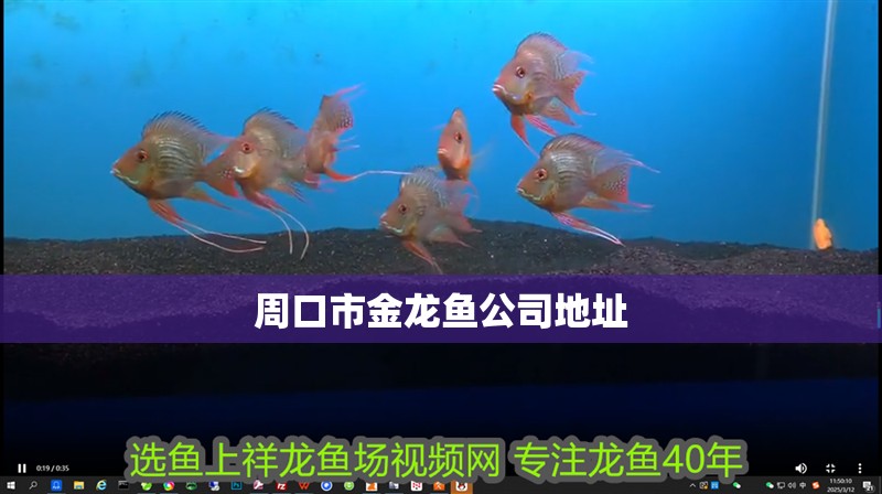 周口市金龍魚公司地址