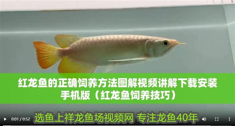 紅龍魚的正確飼養方法圖解視頻講解下載安裝手機版（紅龍魚飼養技巧）