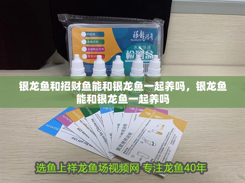 銀龍魚和招財魚能和銀龍魚一起養嗎，銀龍魚能和銀龍魚一起養嗎