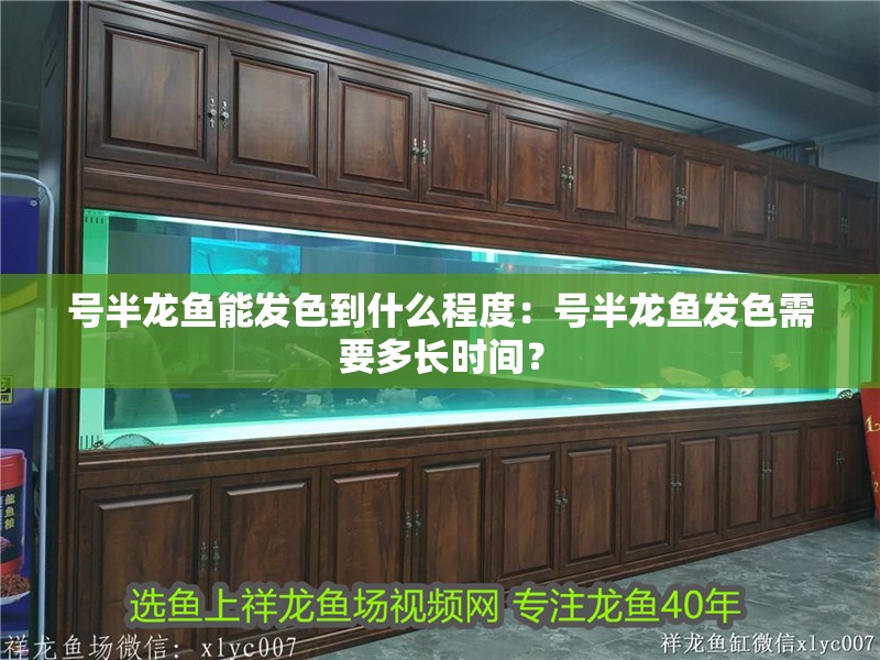 號(hào)半龍魚能發(fā)色到什么程度：號(hào)半龍魚發(fā)色需要多長(zhǎng)時(shí)間？