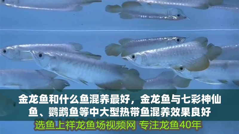 金龍魚和什么魚混養最好，金龍魚與七彩神仙魚、鸚鵡魚等中大型熱帶魚混養效果良好