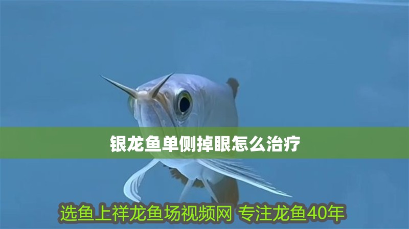 銀龍魚單側(cè)掉眼怎么治療