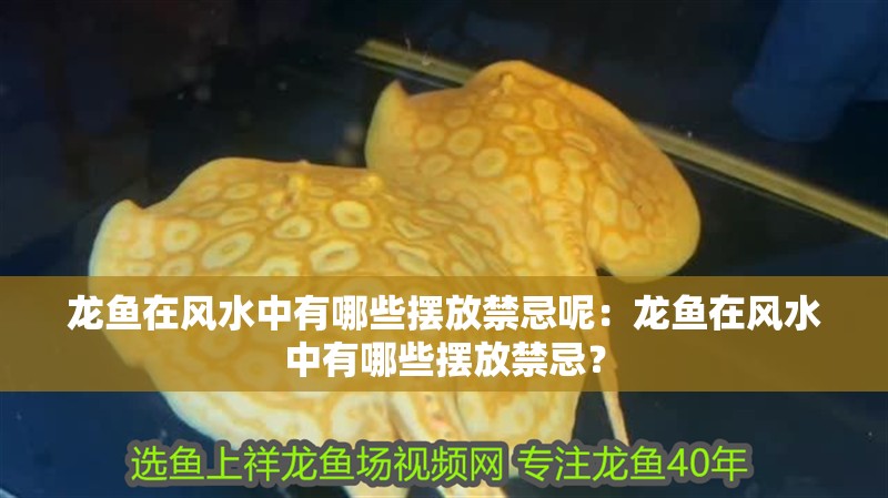 龍魚在風(fēng)水中有哪些擺放禁忌呢：龍魚在風(fēng)水中有哪些擺放禁忌？