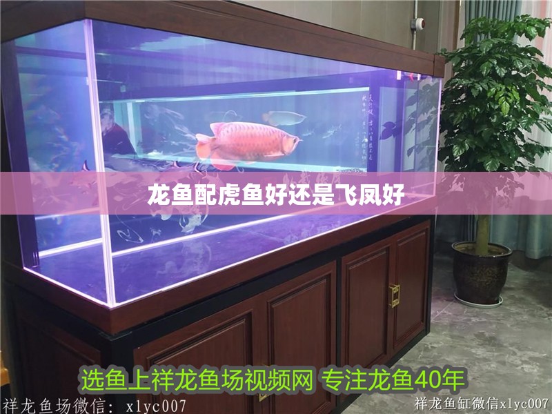 龍魚配虎魚好還是飛鳳好