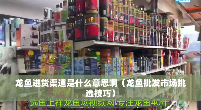 龍魚(yú)進(jìn)貨渠道是什么意思啊（龍魚(yú)批發(fā)市場(chǎng)挑選技巧）