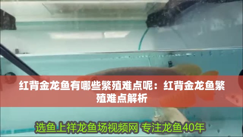 紅背金龍魚有哪些繁殖難點(diǎn)呢：紅背金龍魚繁殖難點(diǎn)解析