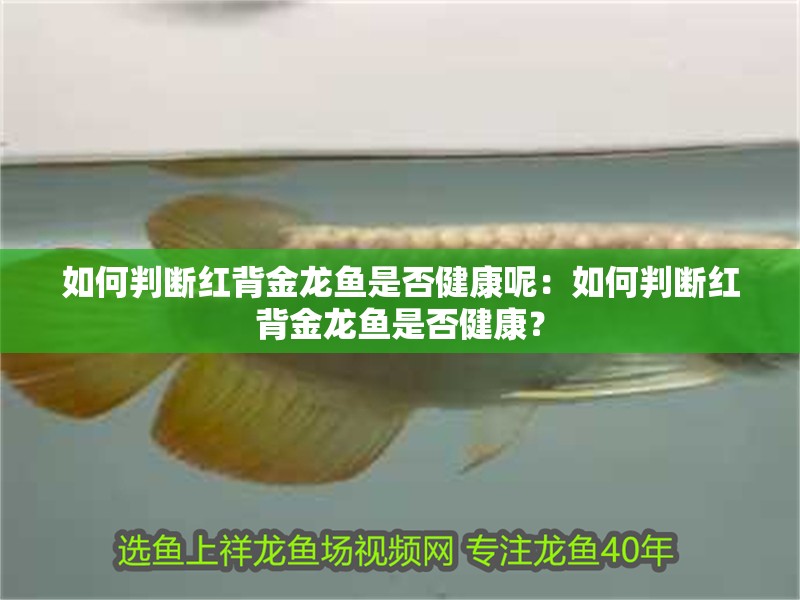 如何判斷紅背金龍魚是否健康呢：如何判斷紅背金龍魚是否健康？