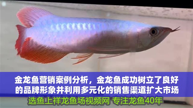 金龍魚(yú)營(yíng)銷案例分析，金龍魚(yú)成功樹(shù)立了良好的品牌形象并利用多元化的銷售渠道擴(kuò)大市場(chǎng)份額