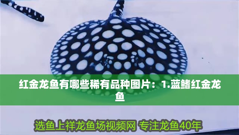 紅金龍魚有哪些稀有品種圖片：1.藍(lán)鰭紅金龍魚
