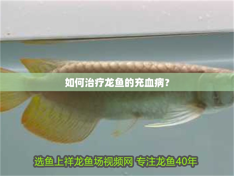 如何治療龍魚的充血??？