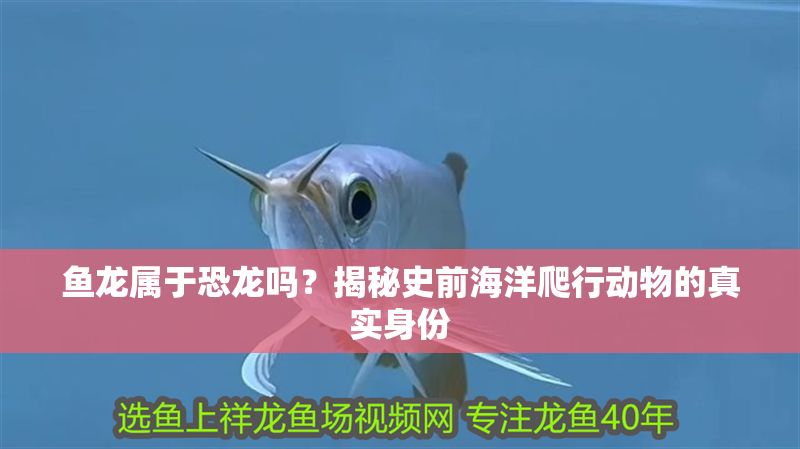 魚龍屬于恐龍嗎？揭秘史前海洋爬行動物的真實身份