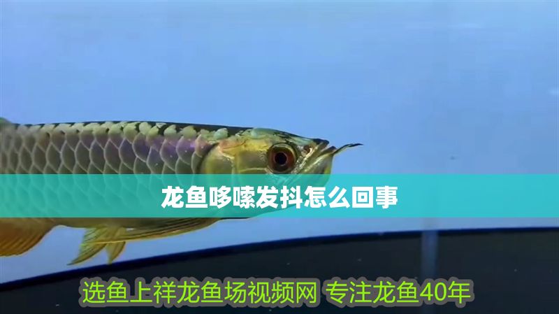 龍魚哆嗦發抖怎么回事