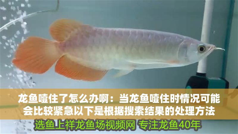 龍魚噎住了怎么辦啊：當龍魚噎住時情況可能會比較緊急以下是根據(jù)搜索結果的處理方法