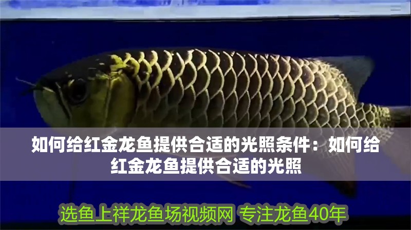 龍魚養多久算成年了：龍魚成年后有哪些特征