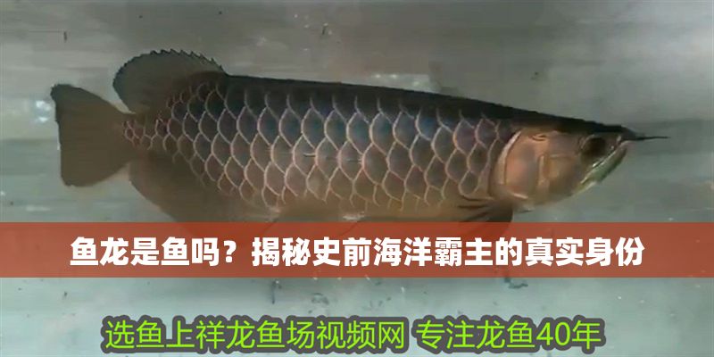 魚龍是魚嗎？揭秘史前海洋霸主的真實身份