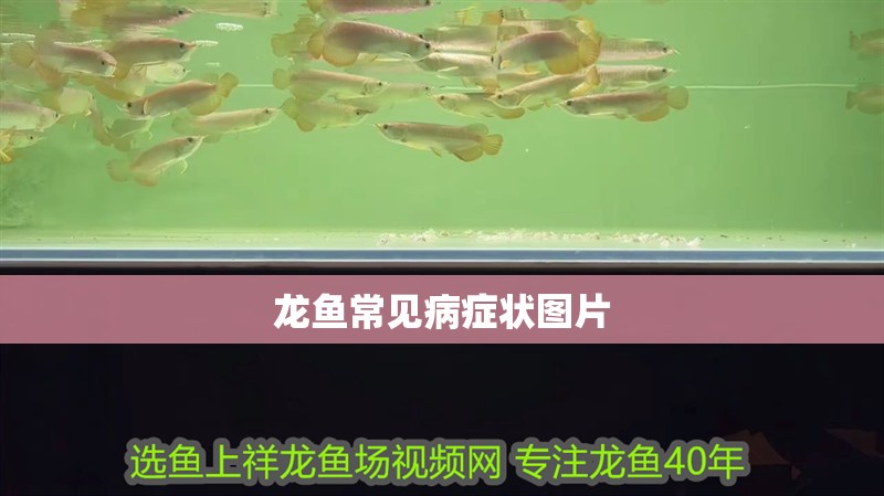 龍魚常見病癥狀圖片