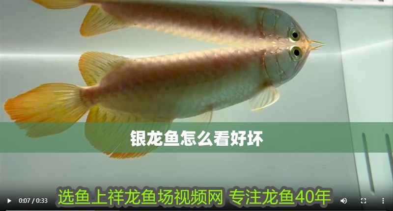 銀龍魚怎么看好壞