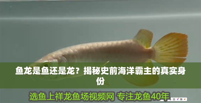 魚龍是魚還是龍？揭秘史前海洋霸主的真實(shí)身份