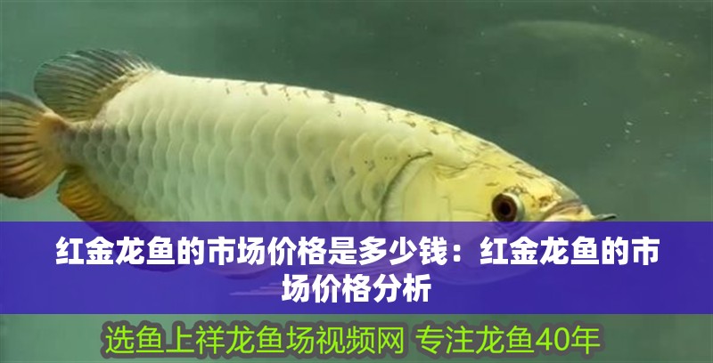 紅金龍魚(yú)的市場(chǎng)價(jià)格是多少錢(qián)：紅金龍魚(yú)的市場(chǎng)價(jià)格分析 紅金龍魚(yú)的市場(chǎng)價(jià)格是多少錢(qián)：紅金龍魚(yú)的市場(chǎng)價(jià)格分析 水族問(wèn)答