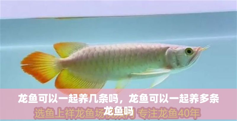 龍魚可以一起養(yǎng)幾條嗎，龍魚可以一起養(yǎng)多條龍魚嗎