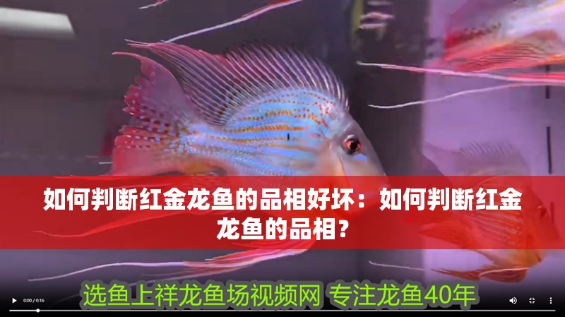 如何判斷紅金龍魚的品相好壞：如何判斷紅金龍魚的品相？