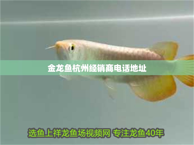 金龍魚<strong><mark>杭州</mark></strong>經銷商電話地址