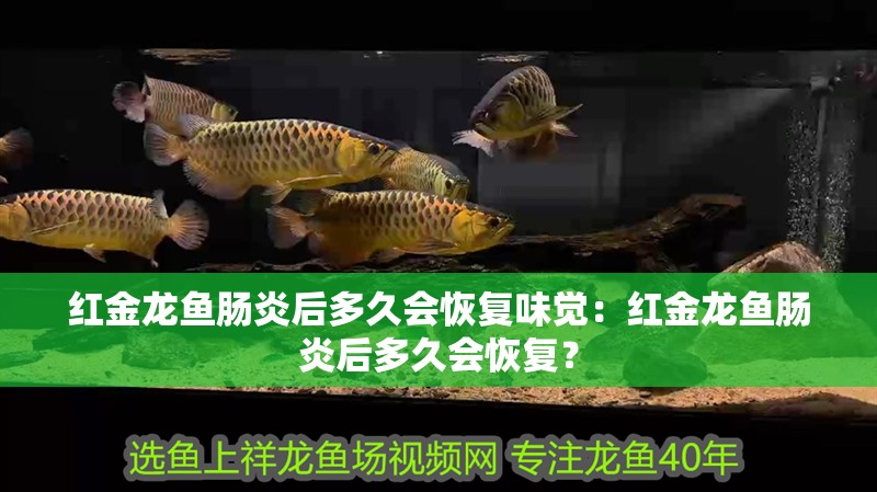 紅金龍魚腸炎后多久會恢復味覺：紅金龍魚腸炎后多久會恢復？