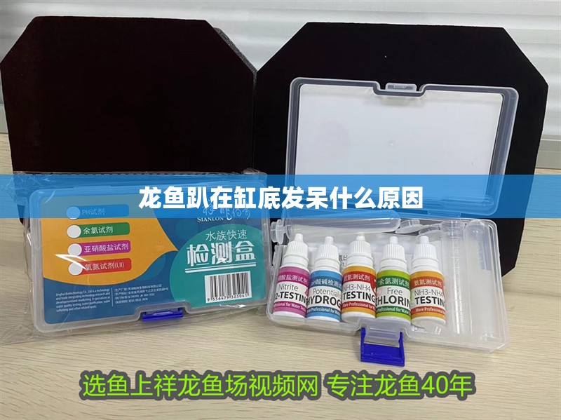 龍魚趴在缸底發(fā)呆什么原因