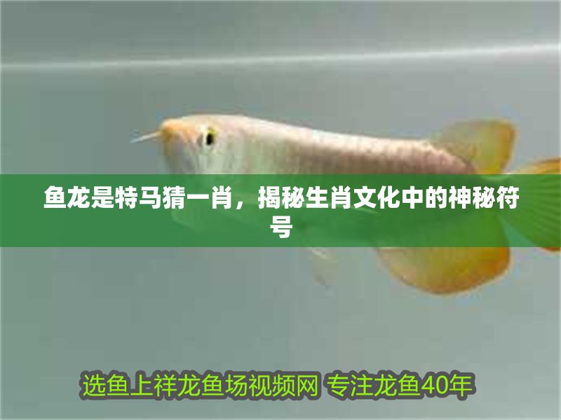 魚龍是特馬猜一肖，揭秘生肖文化中的神秘符號
