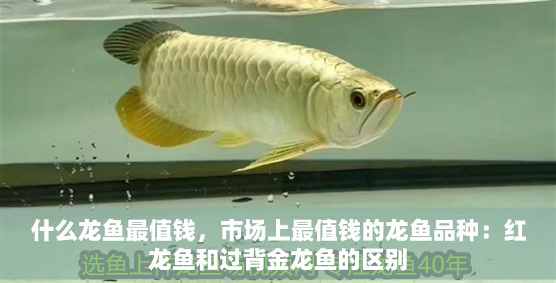 什么龍魚最值錢，市場(chǎng)上最值錢的龍魚品種：紅龍魚和過背金龍魚的區(qū)別