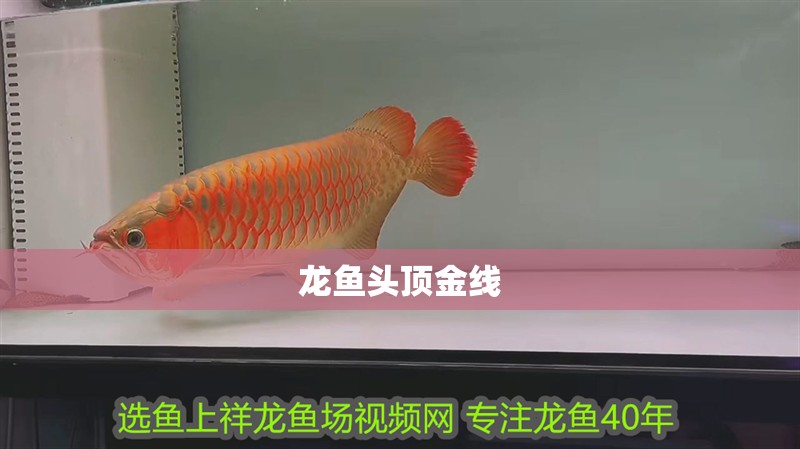 龍魚頭頂金線