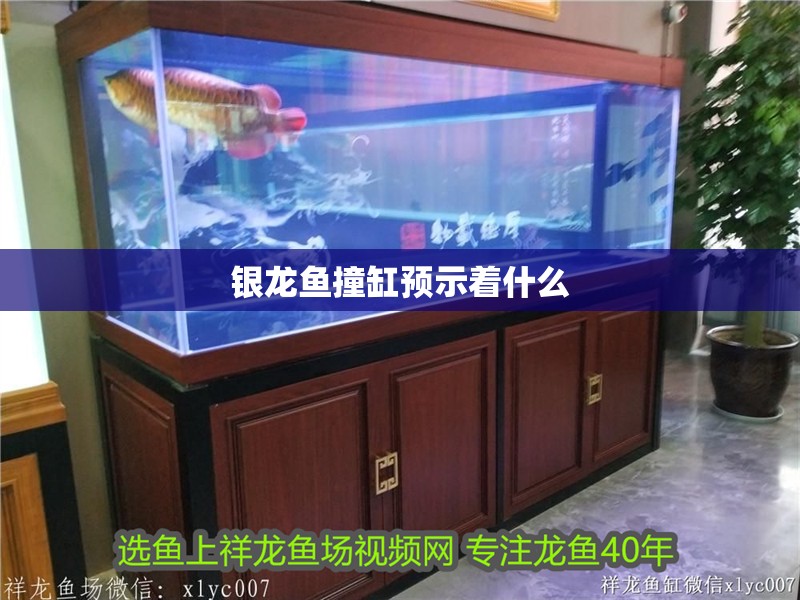 銀龍魚撞缸預示著什么