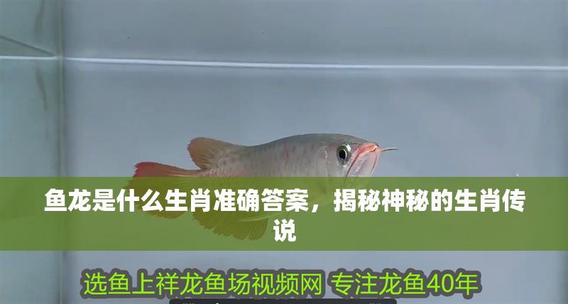 魚龍是什么生肖準確答案，揭秘神秘的生肖傳說