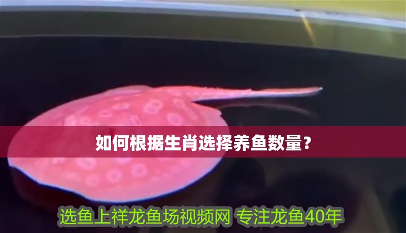 如何根據(jù)生肖選擇養(yǎng)魚(yú)數(shù)量？