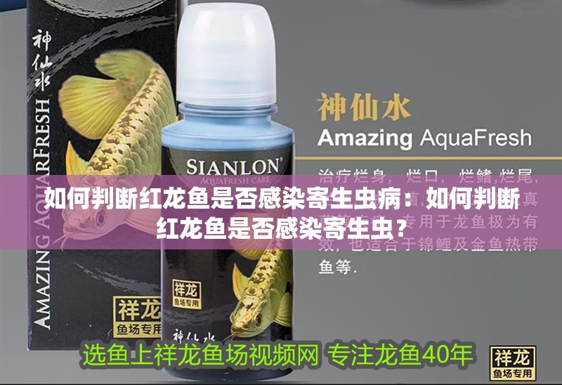 如何判斷紅龍魚是否感染寄生蟲病：如何判斷紅龍魚是否感染寄生蟲？