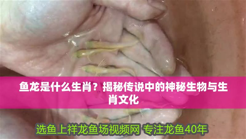 魚(yú)龍是什么生肖？揭秘傳說(shuō)中的神秘生物與生肖文化