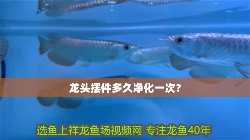 龍頭擺件多久凈化一次？