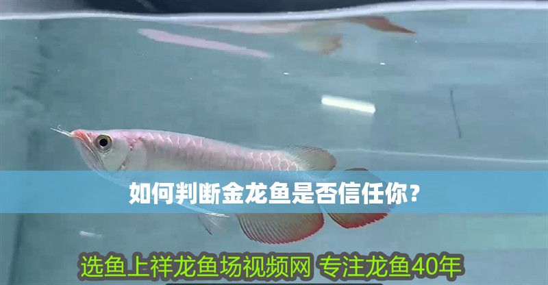 如何判斷金龍魚是否信任你？
